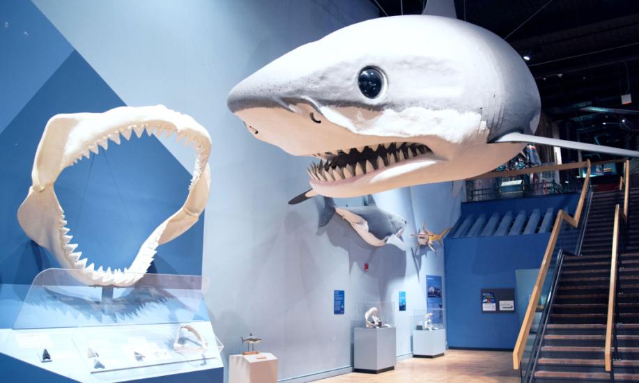 Gallery at the State Museum with giant shark jaws on display along with life-size Megalodon replica hanging from ceiling
