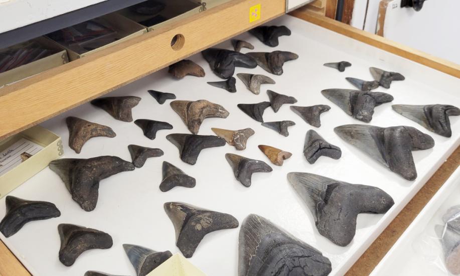 Pulled out drawer with rows of large, fossil shark teeth placed inside