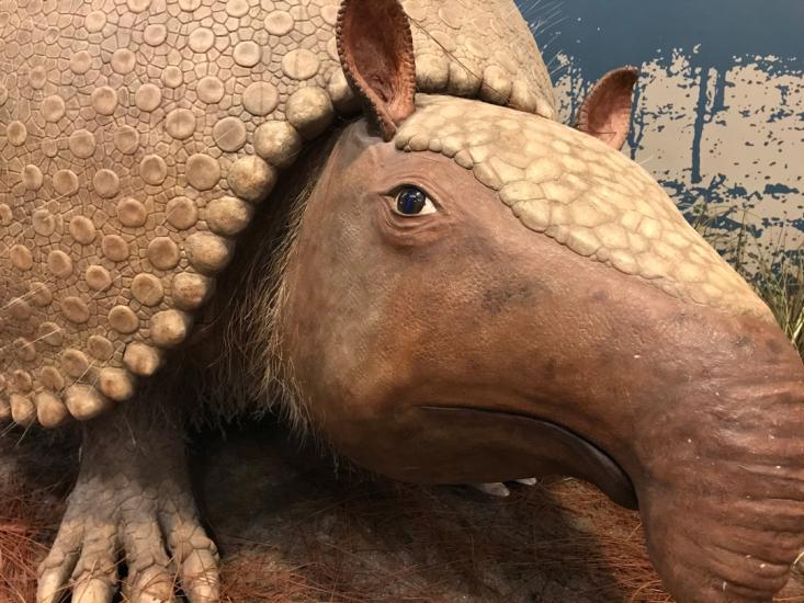 Ancient animal replica, similar to a very large armadillo that is light brown in color