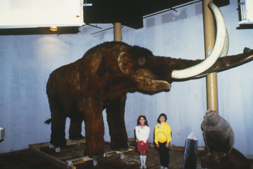 Large, life size of a Mastodon which looks like a furry elephant with large white tusks. Two small children stand and pose next to it.