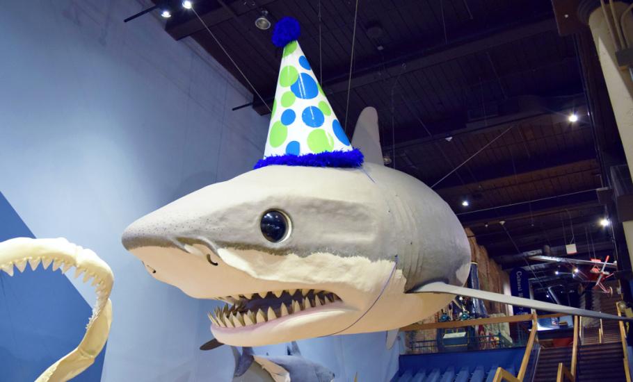 Large shark replica suspended above an open gallery space. The shark is wearing a blue and green polka dot birthday hat.
