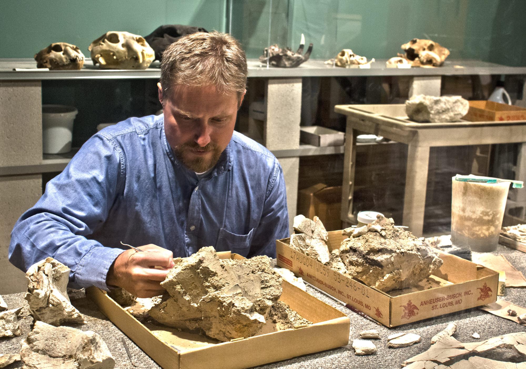 Bearded man in blue shirt hold small scraping instrument up against a rock containing a fossil specimen.
